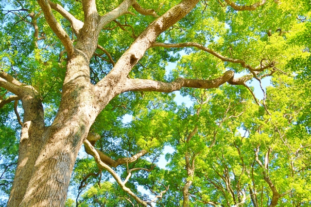 緑豊かな大自然の画像